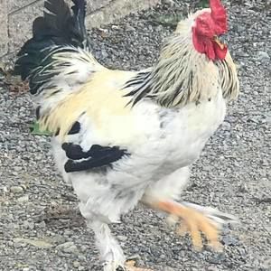 Meet your Posher, Jody